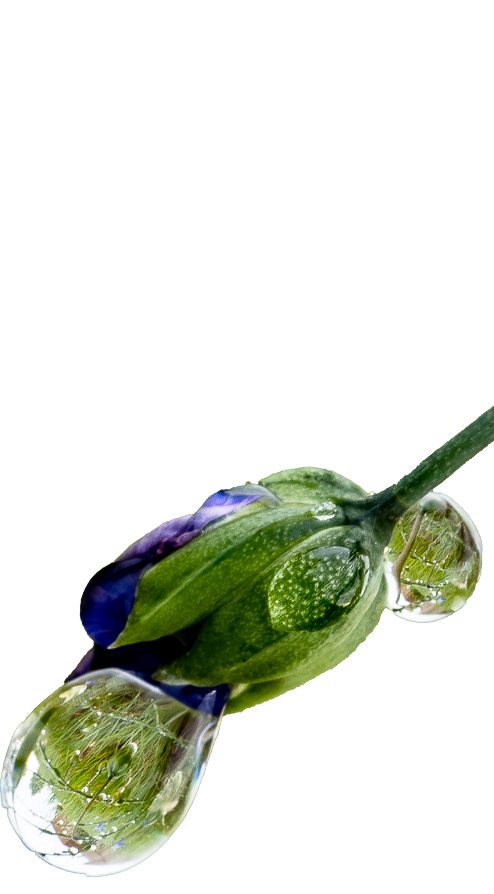 fleur goutte